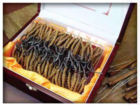 高场办事处冬虫夏草回收